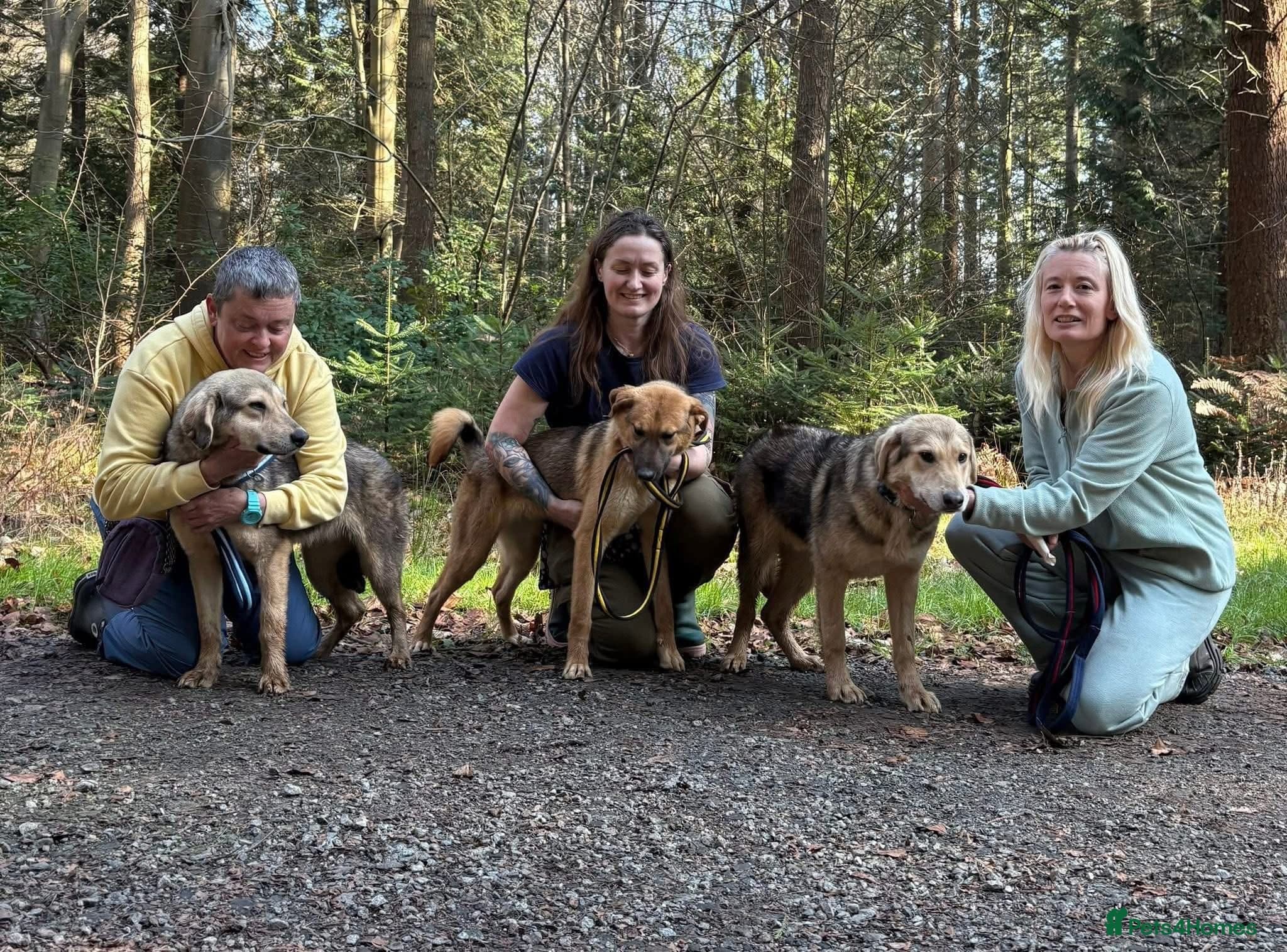Neddy - Norwich Norfolk β Mixed Breed