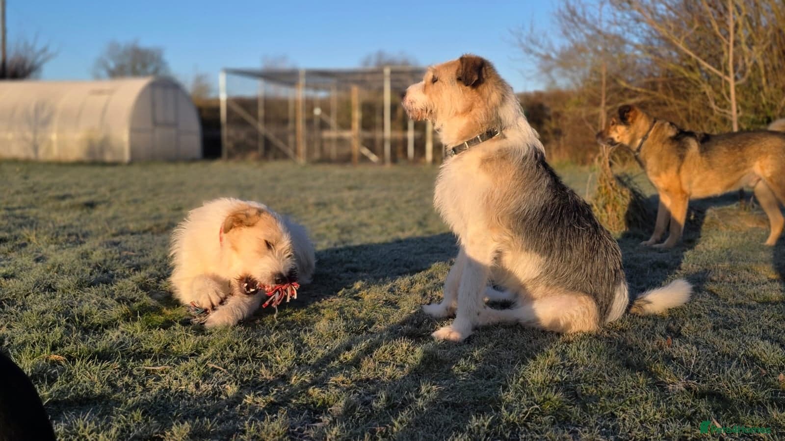 Hershey & Harley π still Waiting photo 17