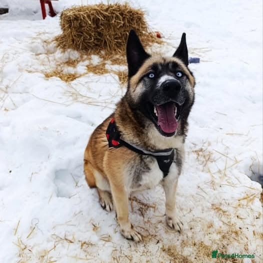 Roni — Mixed Breed