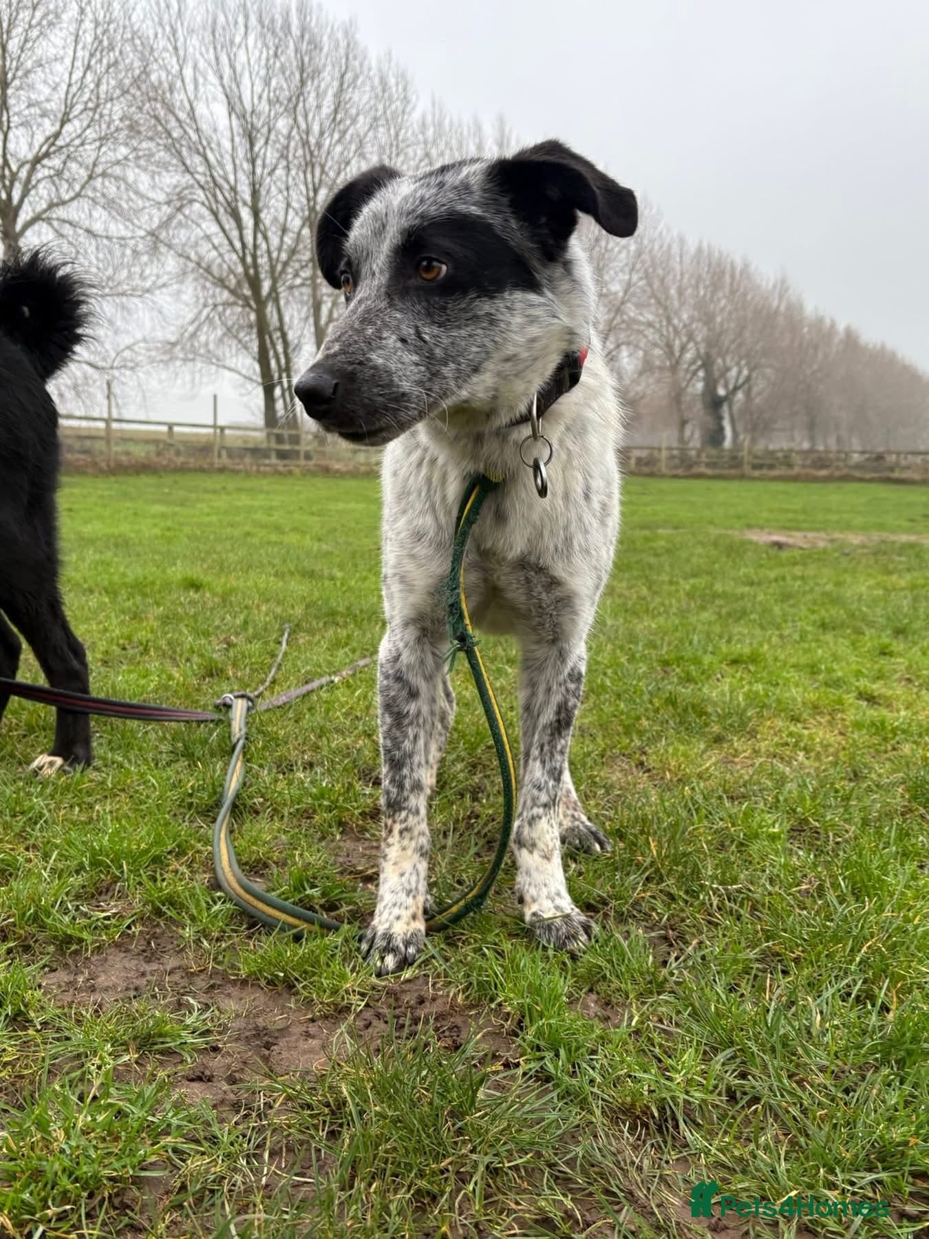 Cessil - Norwich Norfolk photo 2