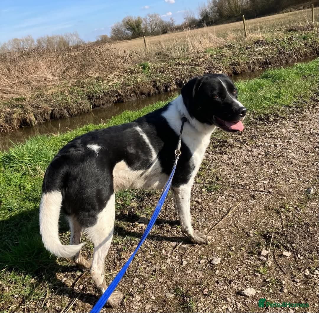 Caleb - our gentle giant๐ photo 5