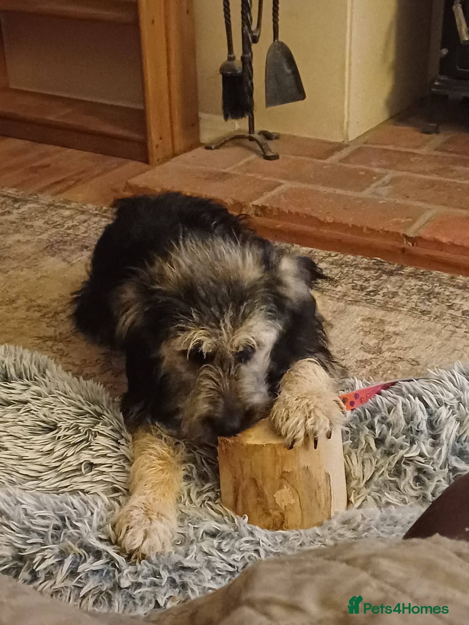 Meet Courgetti, currently residing in Norfolk photo 5