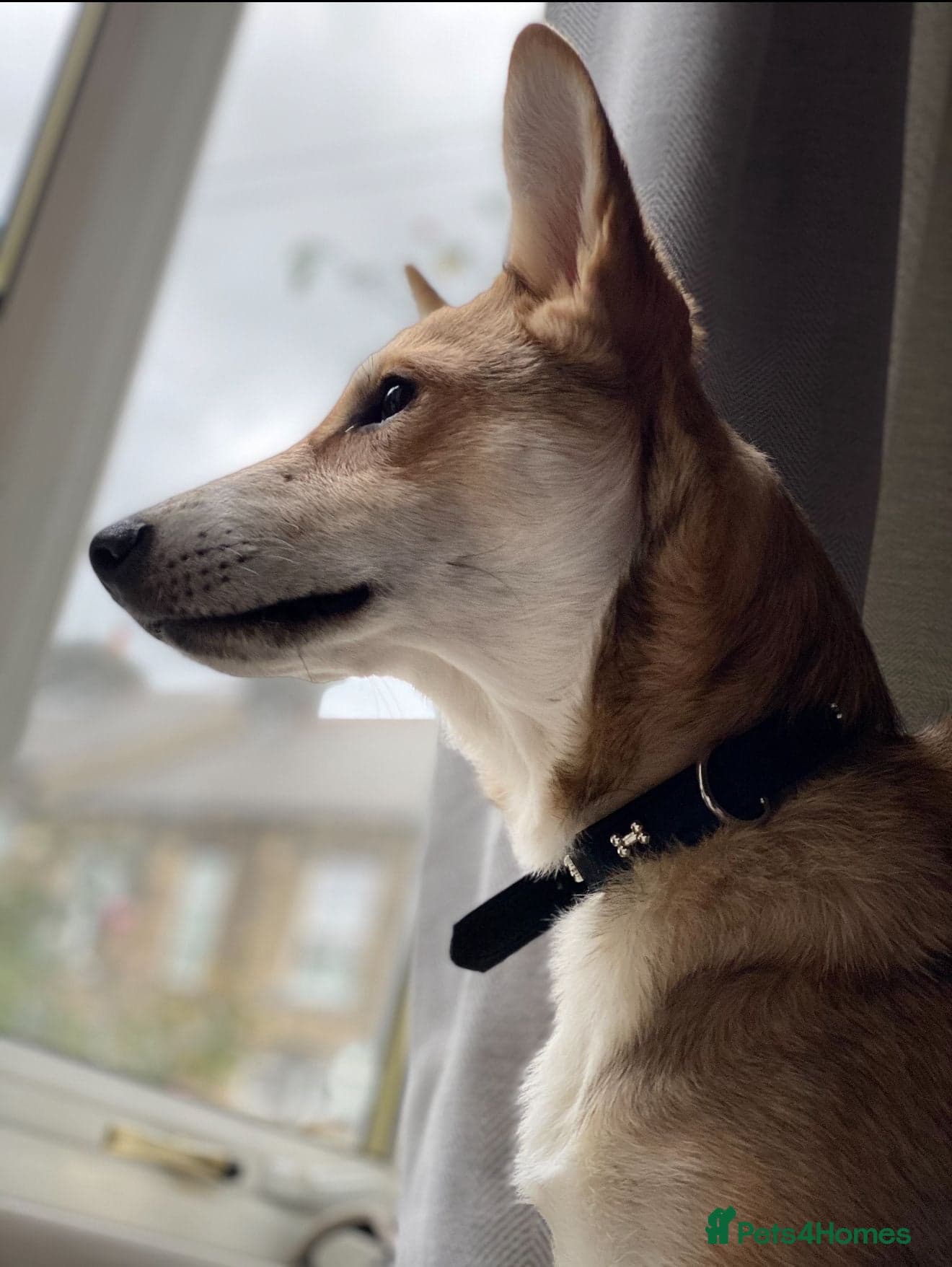 Handsome Rom photo 6