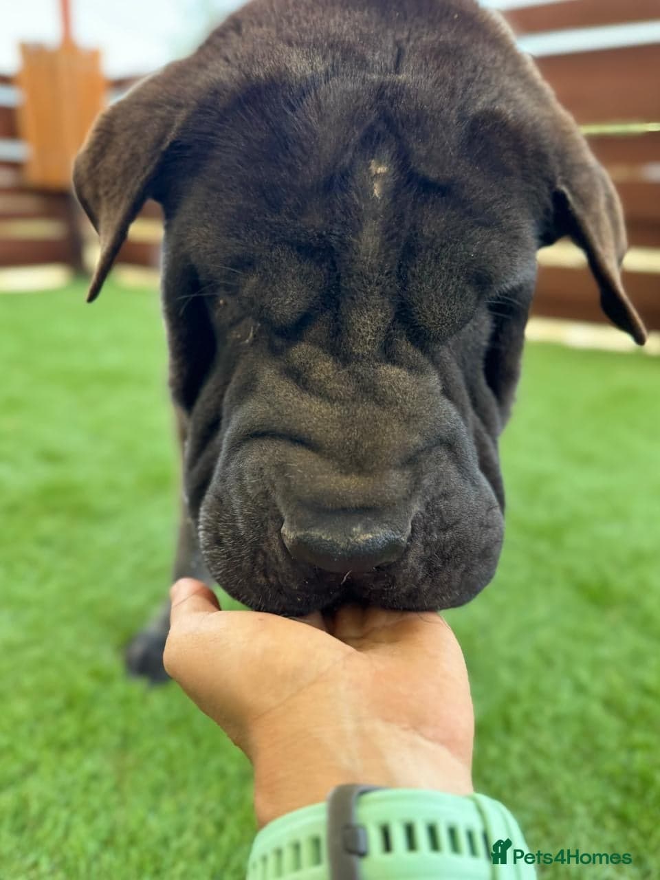 Teddy, sharpei cross, photo 5