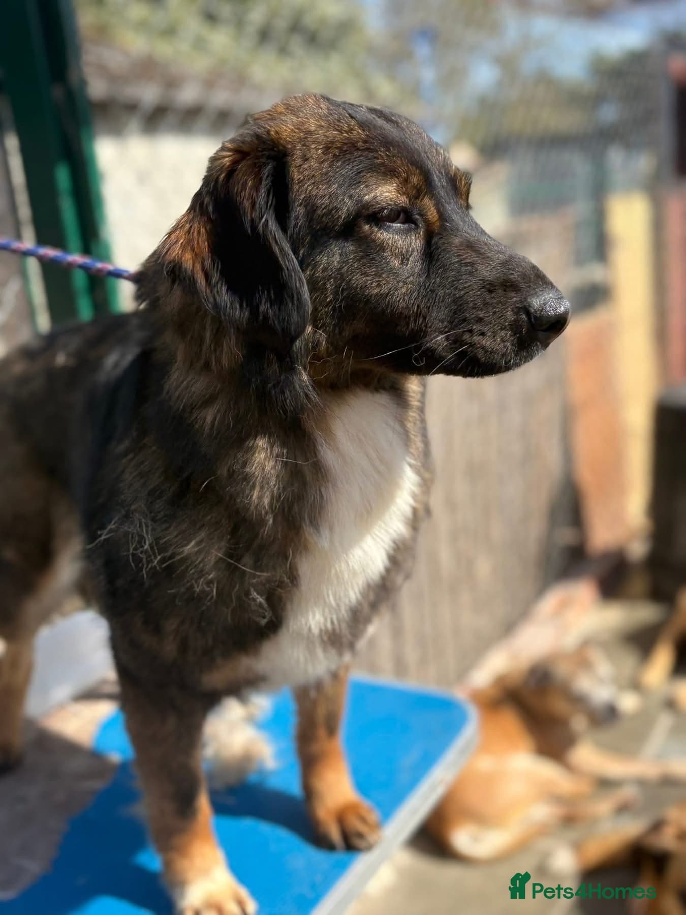 Belle - Norwich Norfolk photo 11