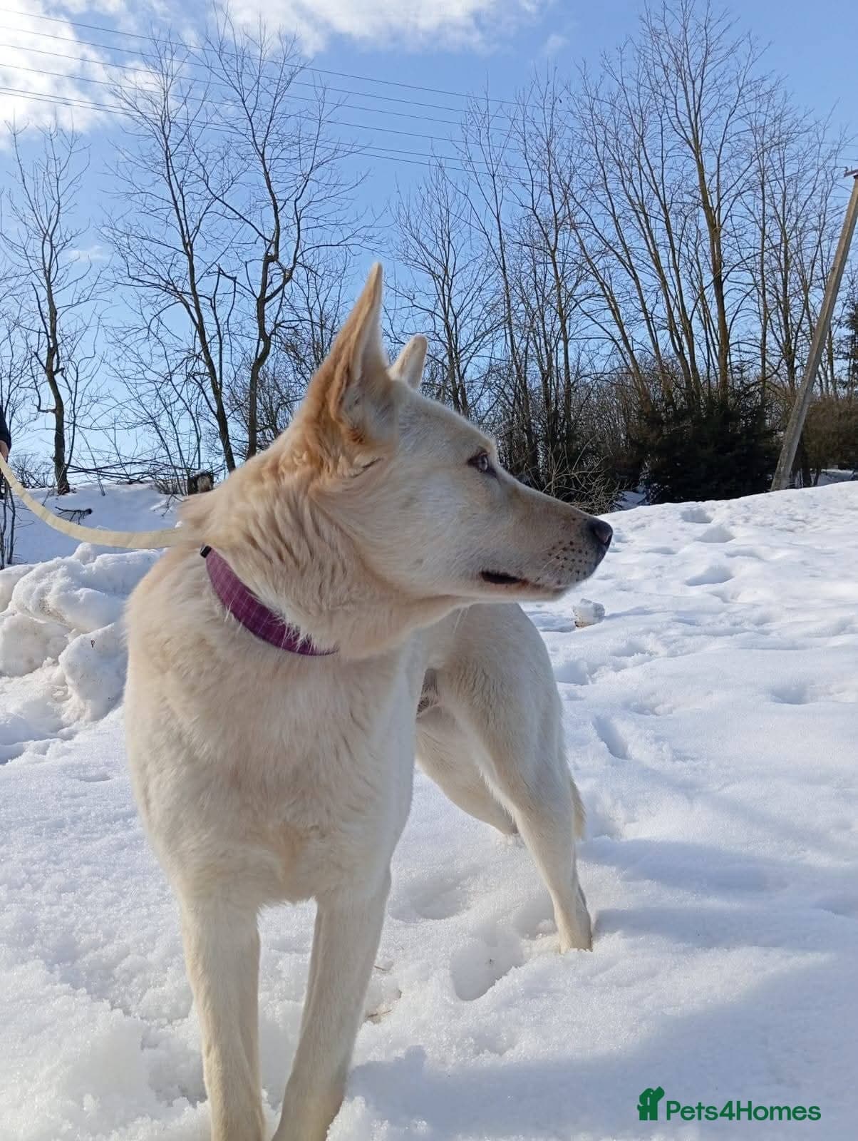 οΈπΆ milady photo 16