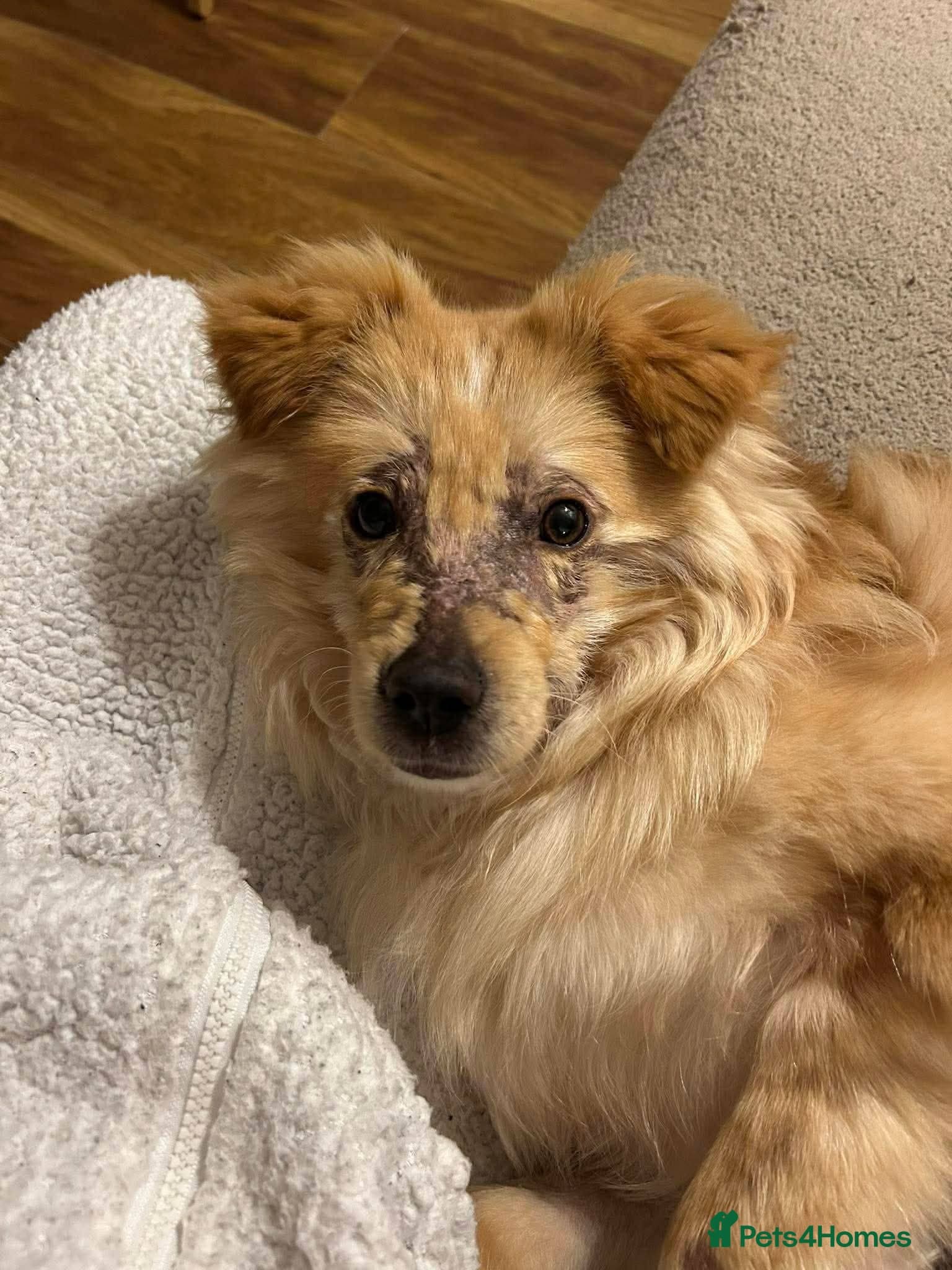 Meet Sabre, currently residing in Leicestershire photo 9