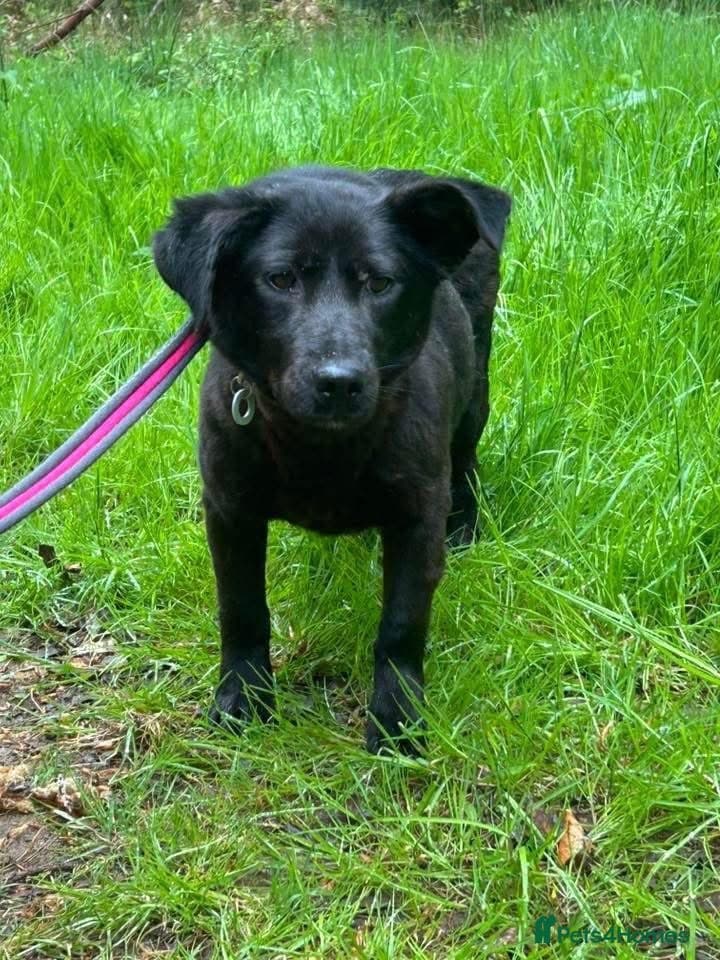 Blossy - Norwich Norfolk photo 7