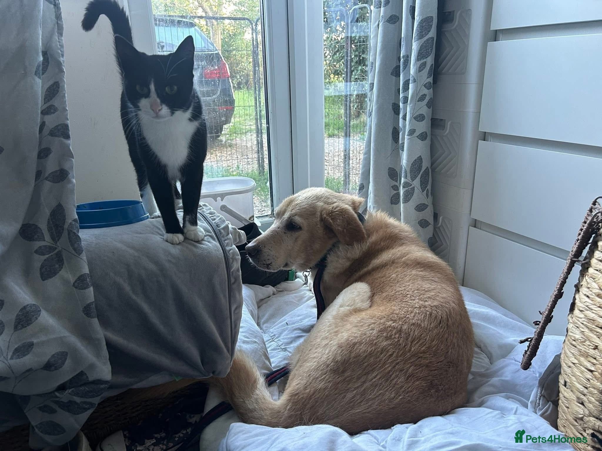 Rupert - Norwich Norfolk photo 14