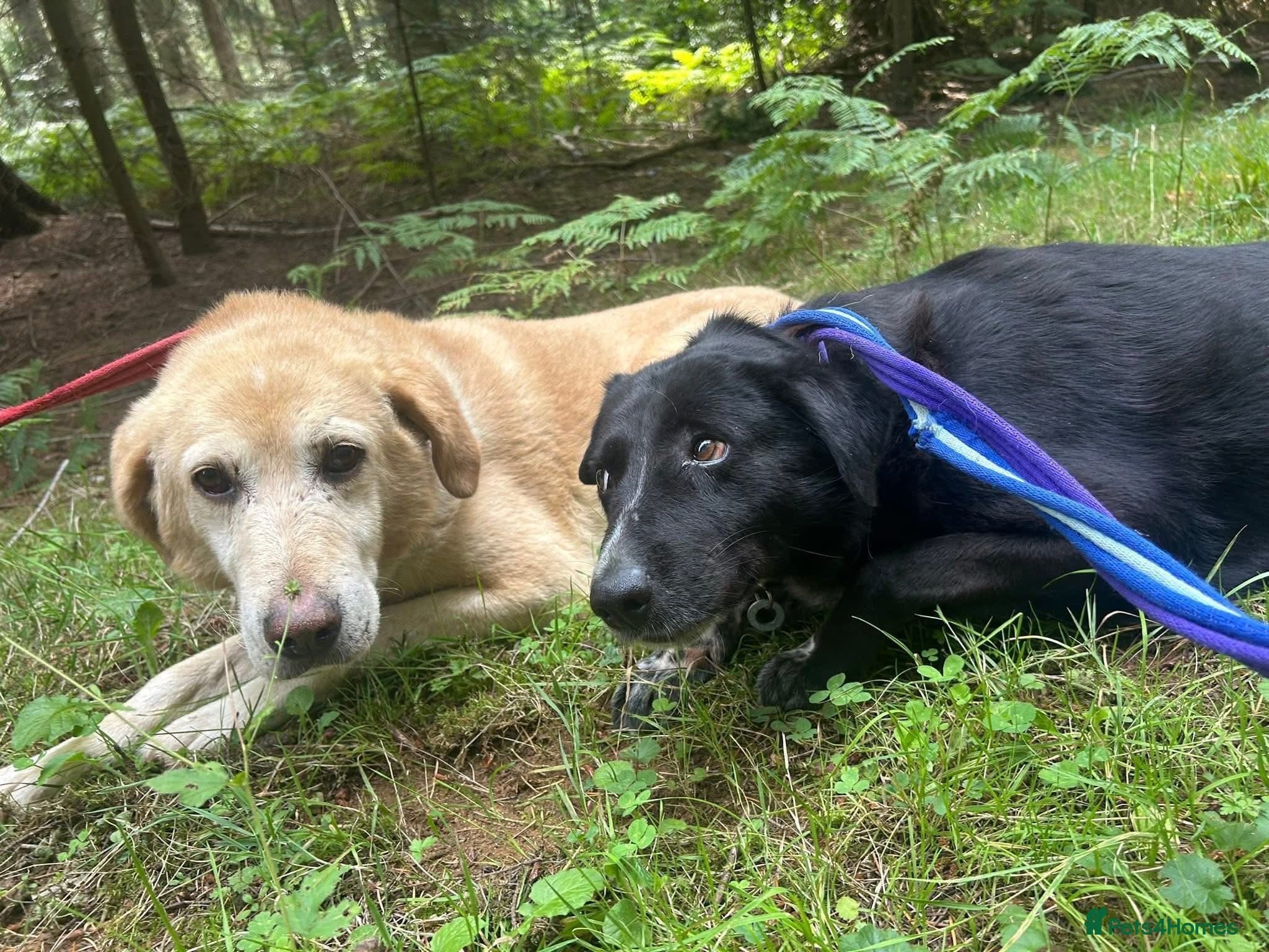 Rupert - Norwich Norfolk photo 10