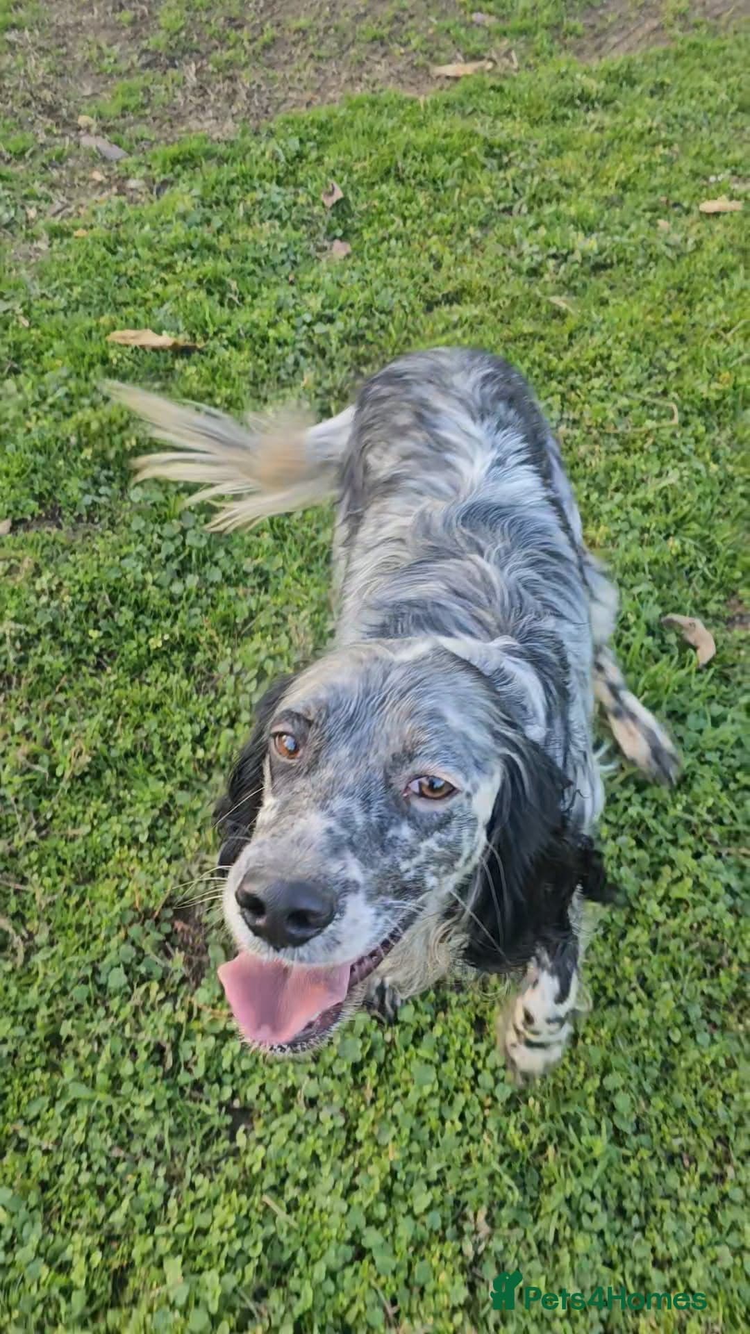 Rasti — English Setter