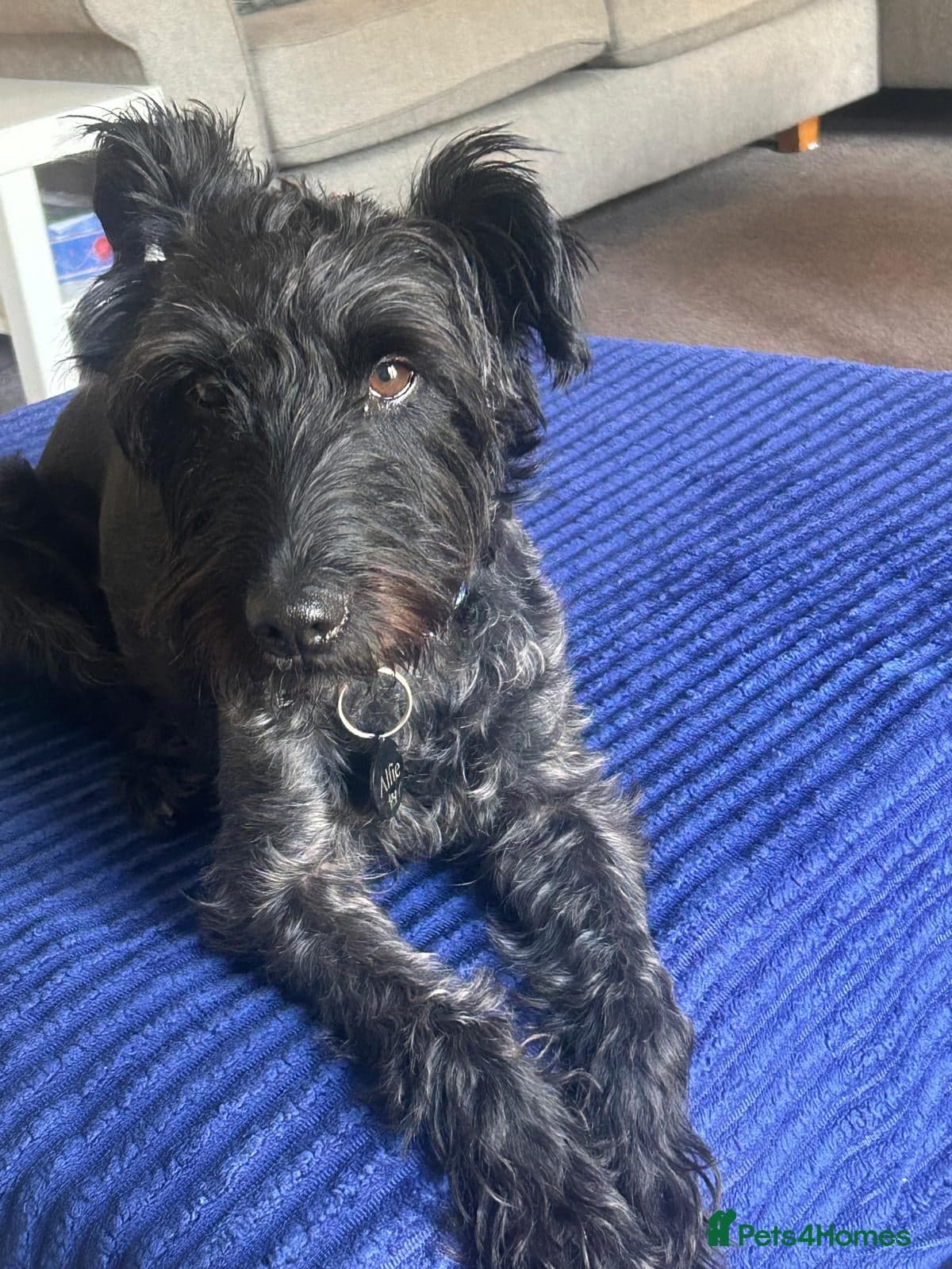 Lovely alfie seeks the quiet life photo 6