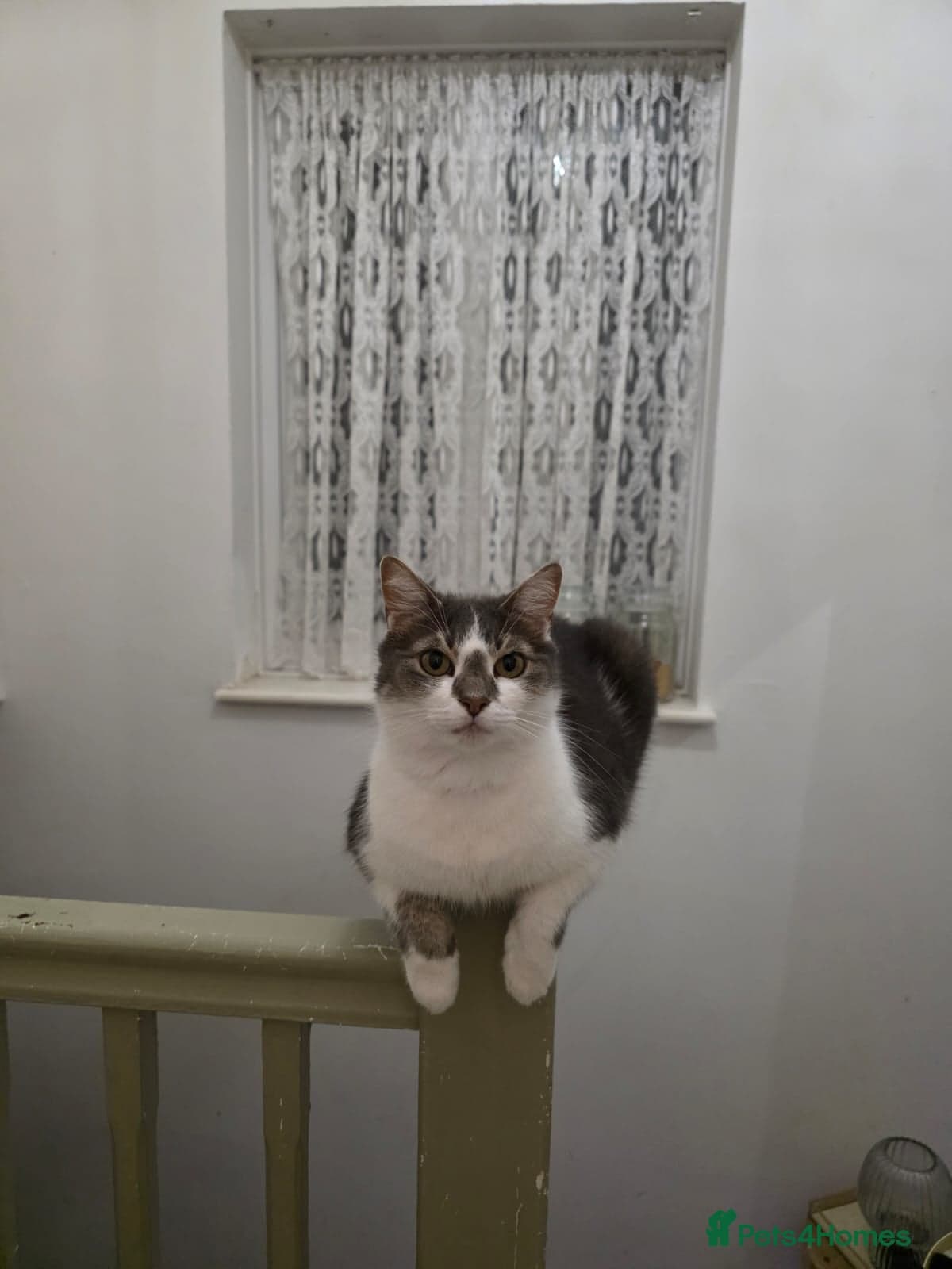 Gorgeous Gitsy photo 4