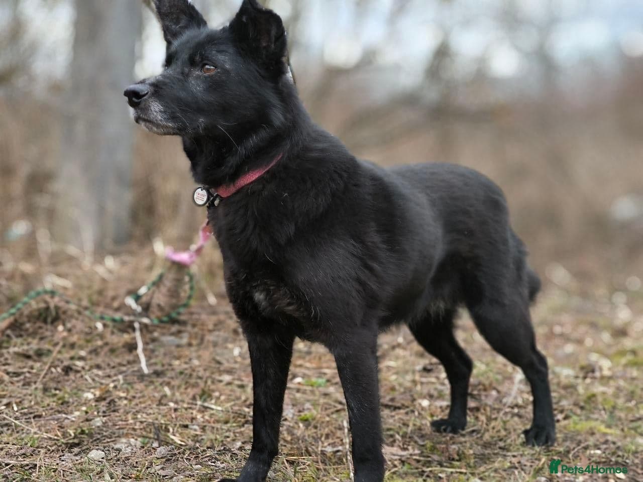 οΈπΆ tofa photo 4