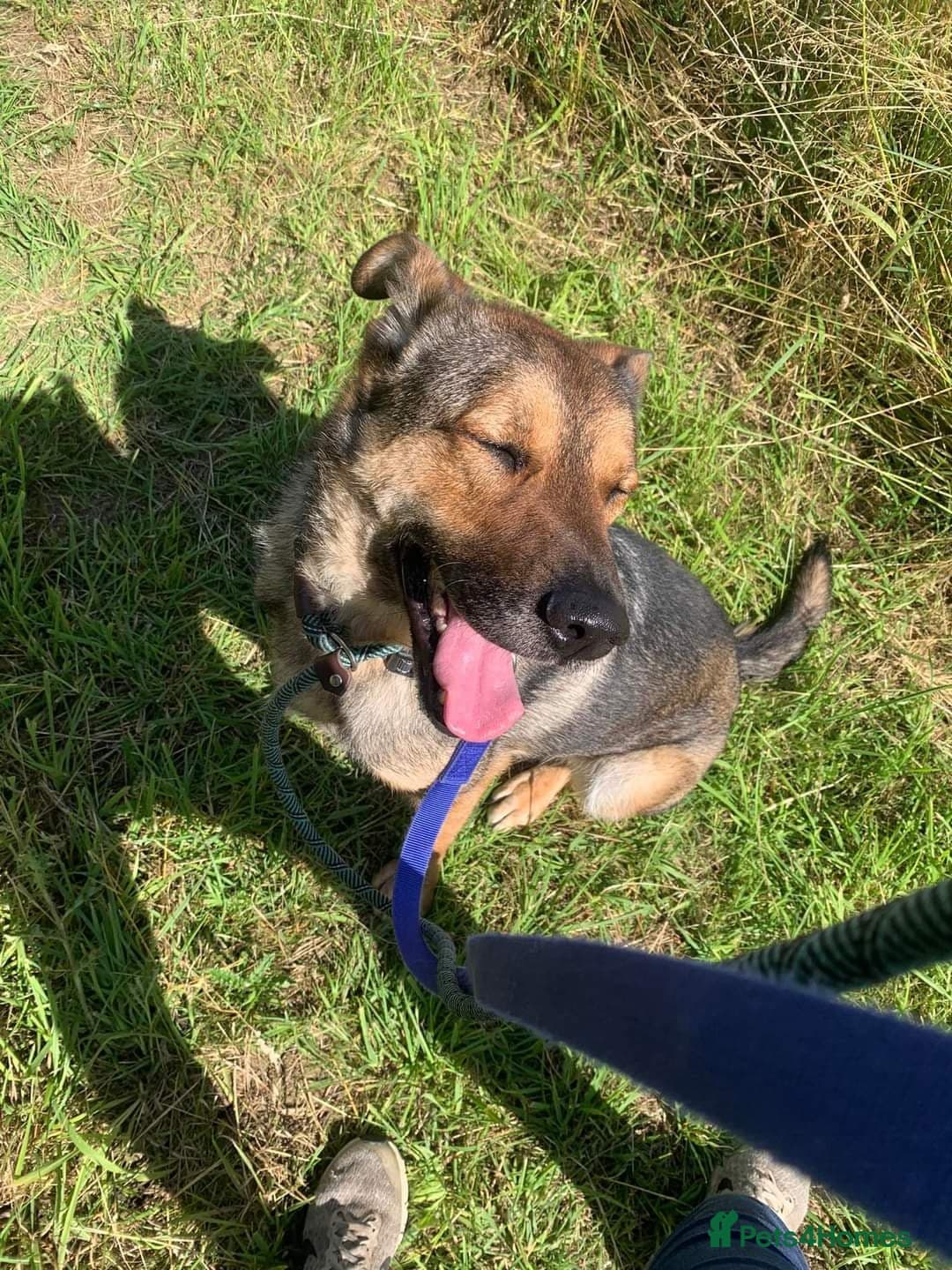 Meet Kobi, currently residing in Cheshire photo 8