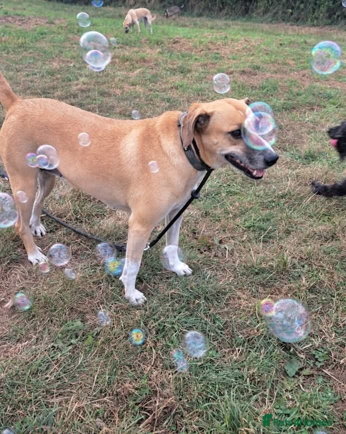 Shandy, a real sweetheart π§‘ photo 4