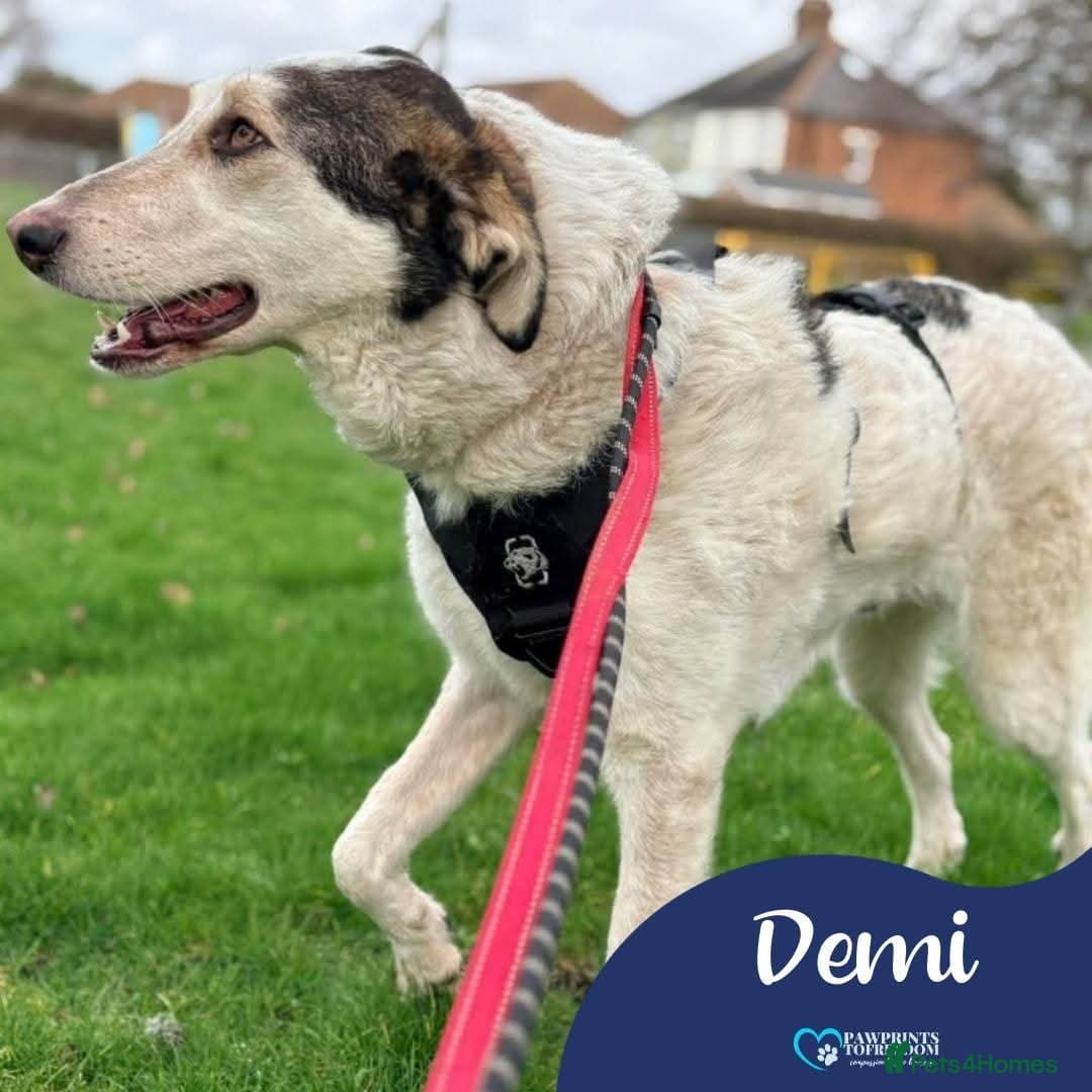 Meet Demi, currently residing in Essex photo 2