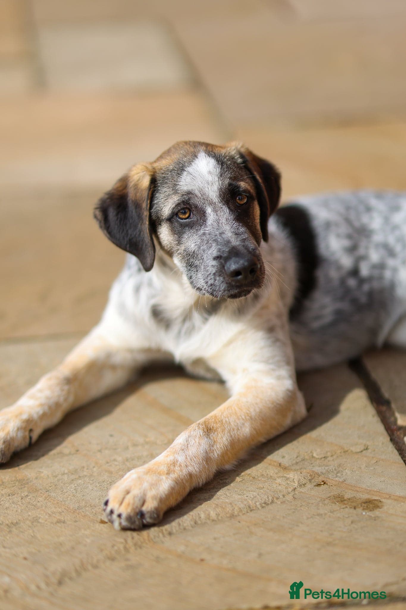 Easygoing Electra - Colourful Lab type photo 29