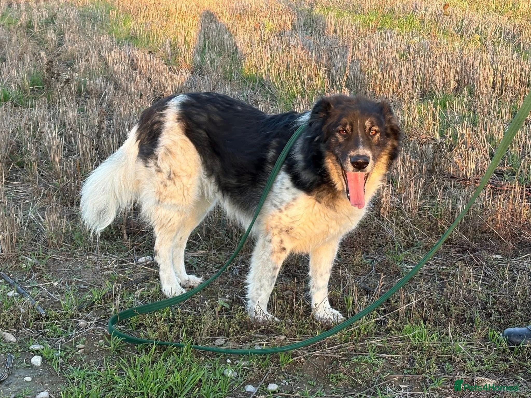 Freya - Norwich Norfolk photo 2