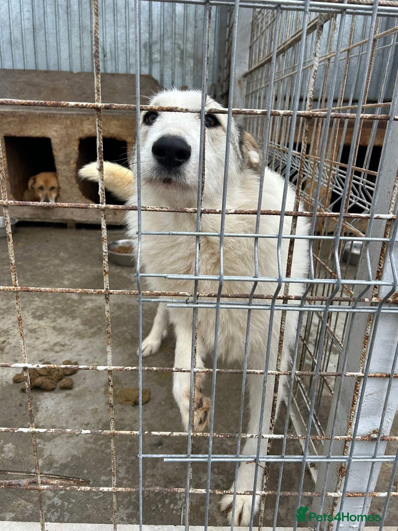 Elena - Marlborough Wiltshire photo 7