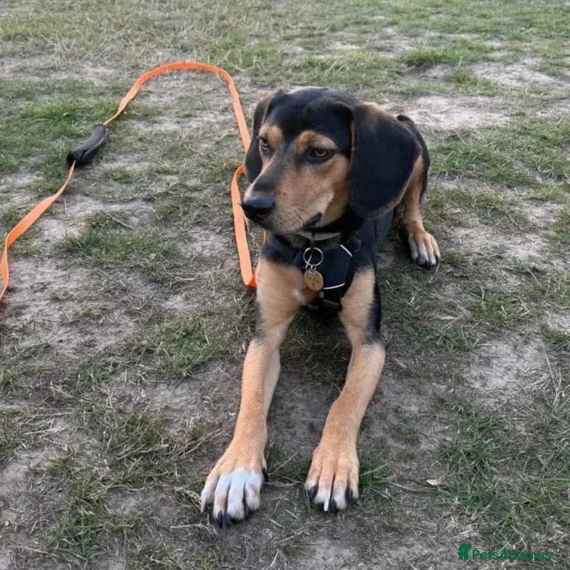 Ivan (Greek Harehound) photo 6