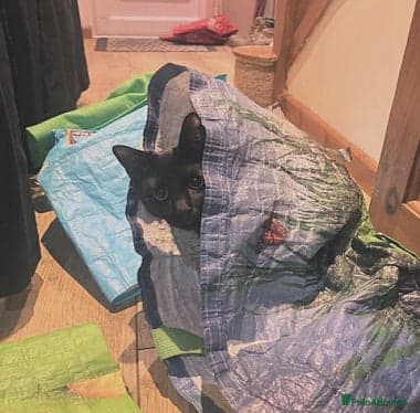 Buddy — Mixed Breed