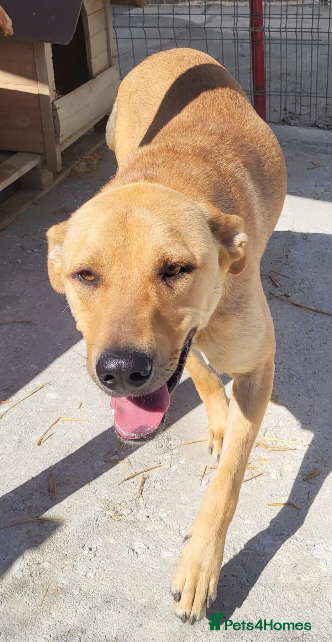 Thor - Dereham Norfolk photo 3