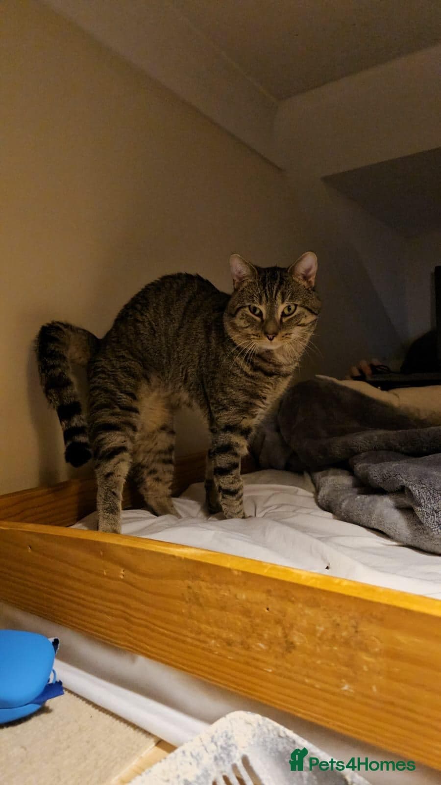 Gentle 10 month rescue MaleCat photo 11