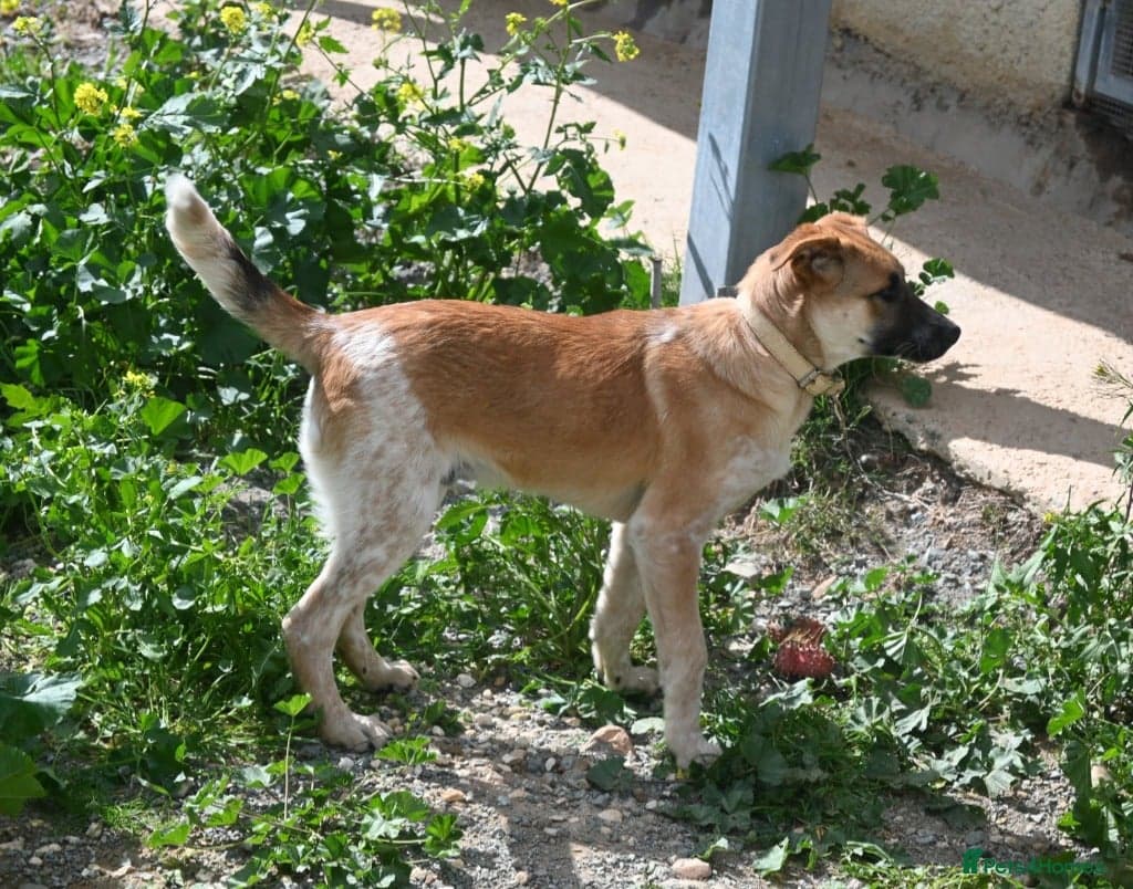 Adorable Atlas 6 month old photo 4