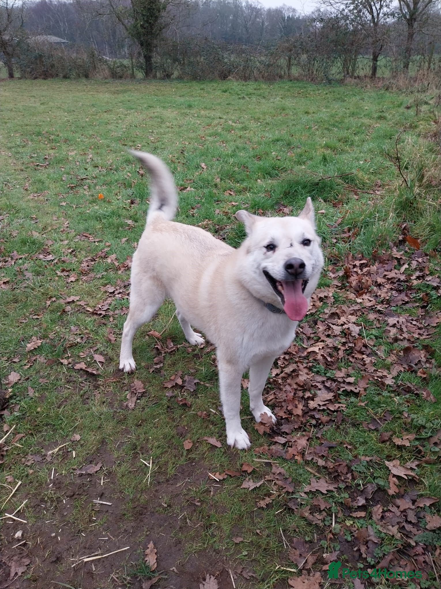 Handsome Fivos Huskey X Shepherd photo 3