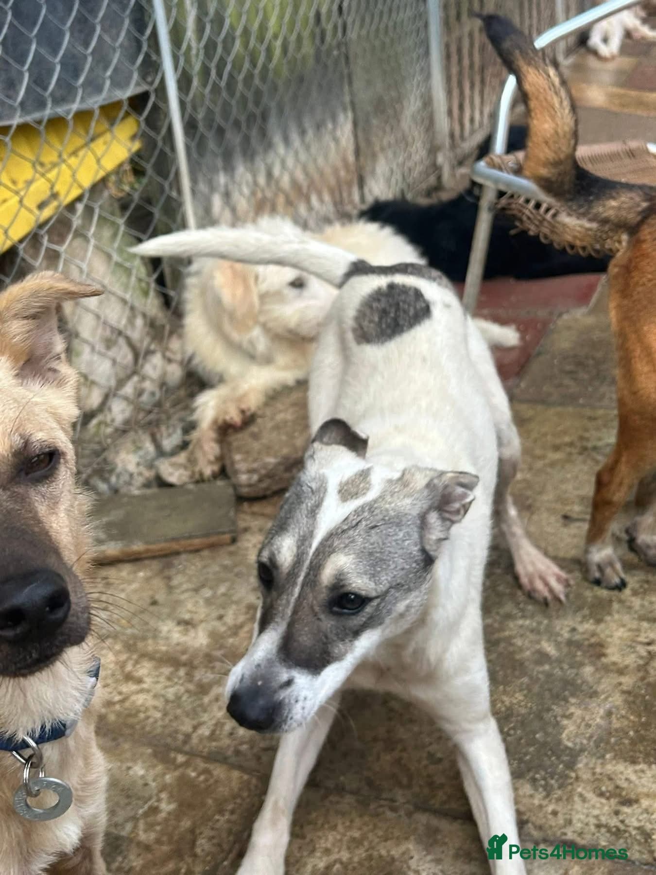 Lotty (2) Norwich Norfolk photo 19