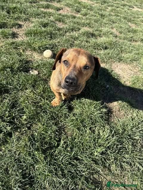 Rescue boy Noodle photo 22