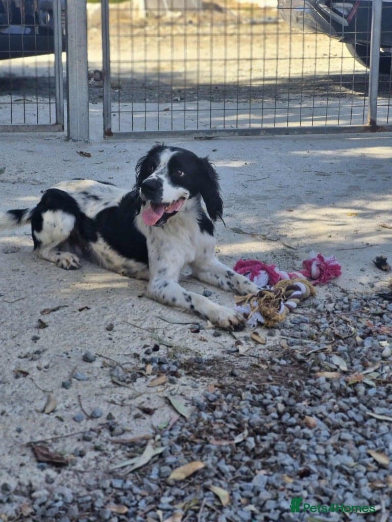Connor our playful, happy Spaniel mix! photo 4