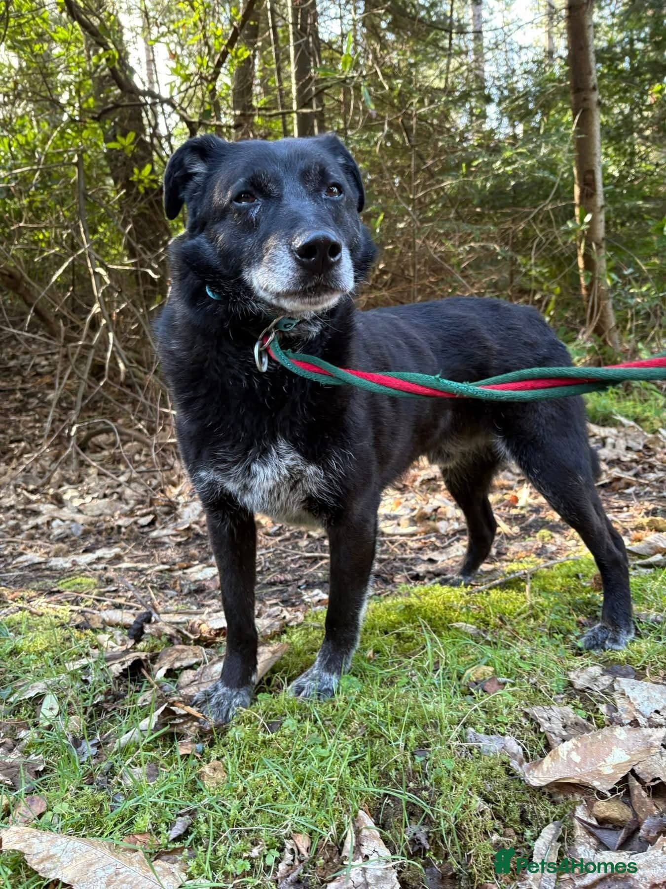 Aramis - Norwich Norfolk photo 3