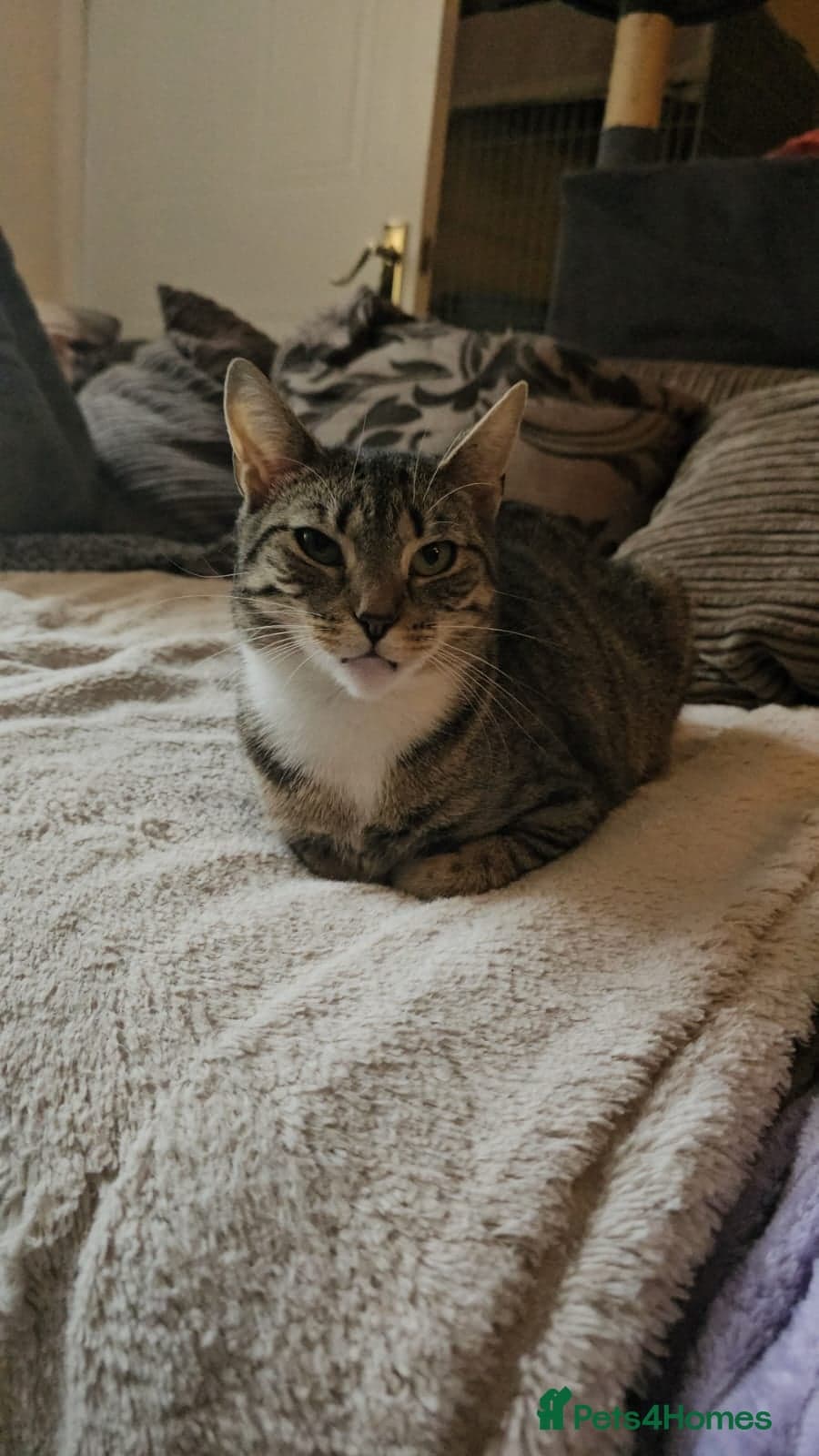 yr old Rescue Cat photo 4