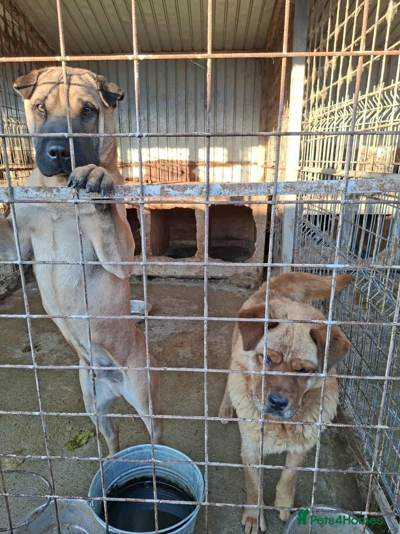 Princess - Norwich Norfolk β Chow Chow