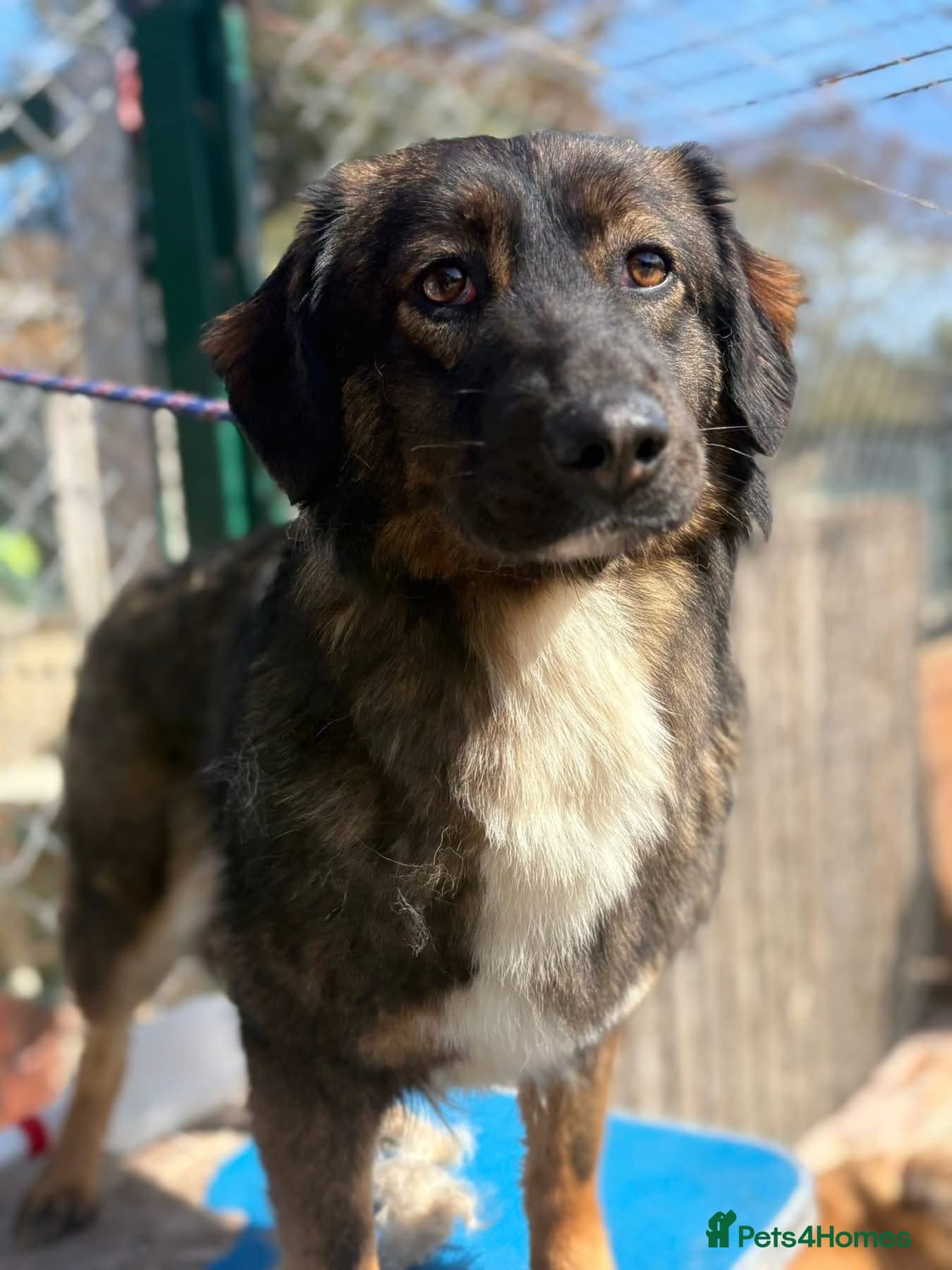 Belle - Norwich Norfolk photo 12