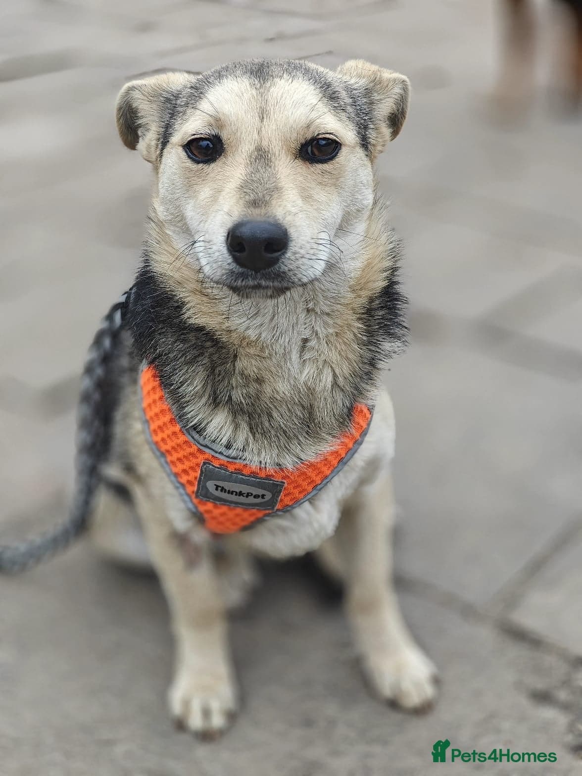 οΈπΆ maree β Mixed Breed