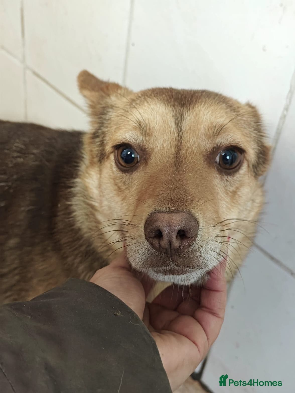 ๏ธ๐ถ rudya photo 13