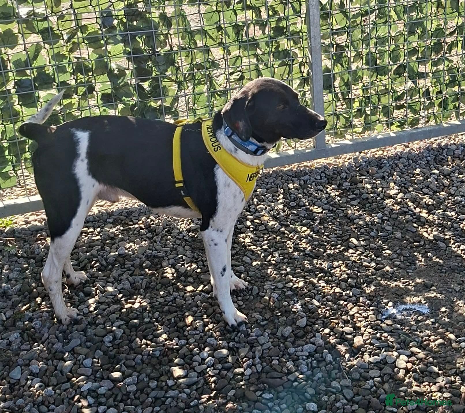 Stratos ! ❤️ a Cypriot sweetheart photo 5