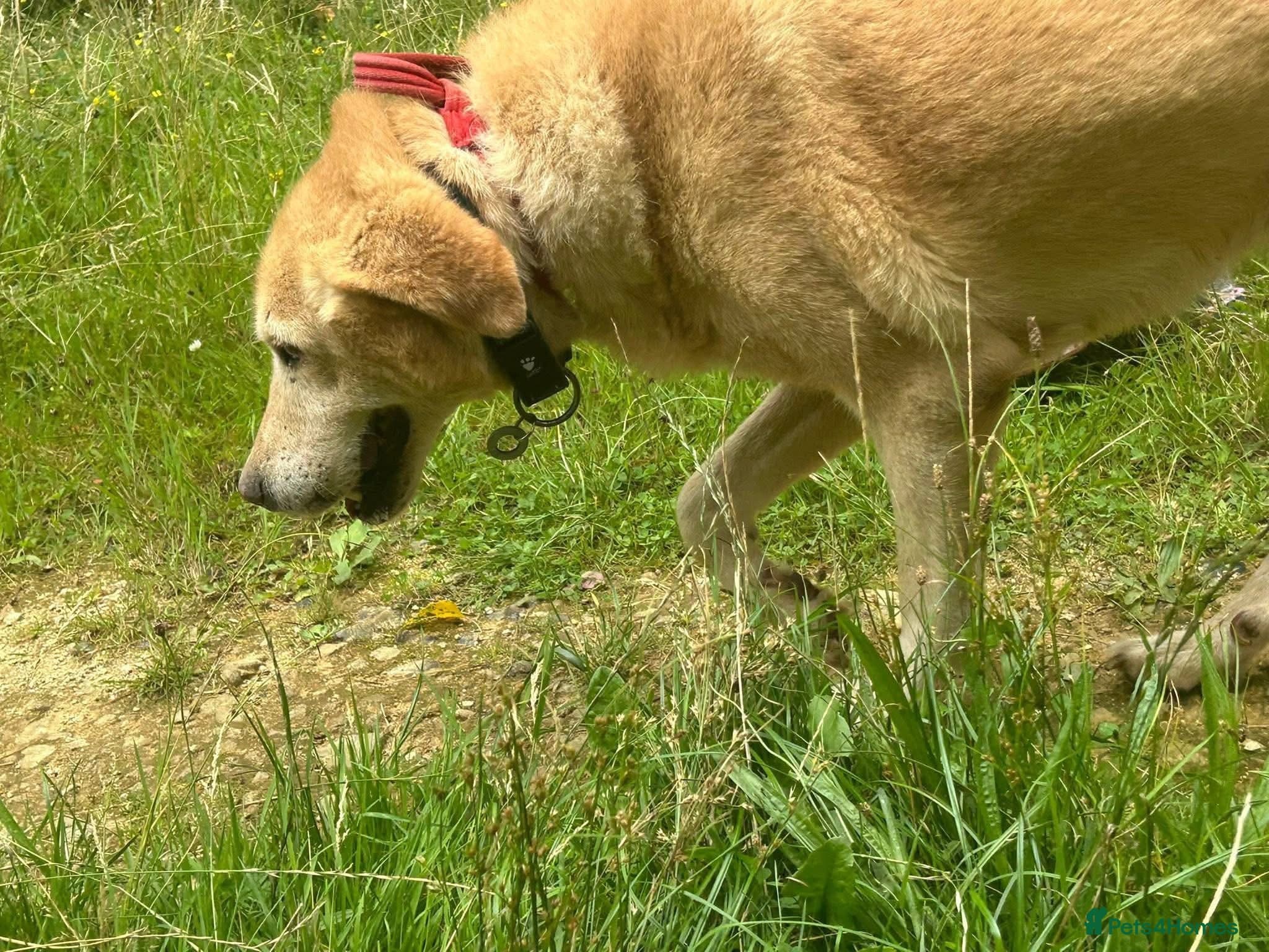 Rupert - Norwich Norfolk photo 8