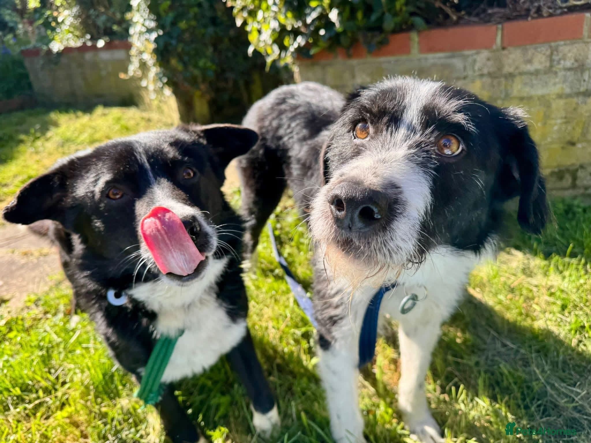 Tommy - long stratton Norfolk photo 10