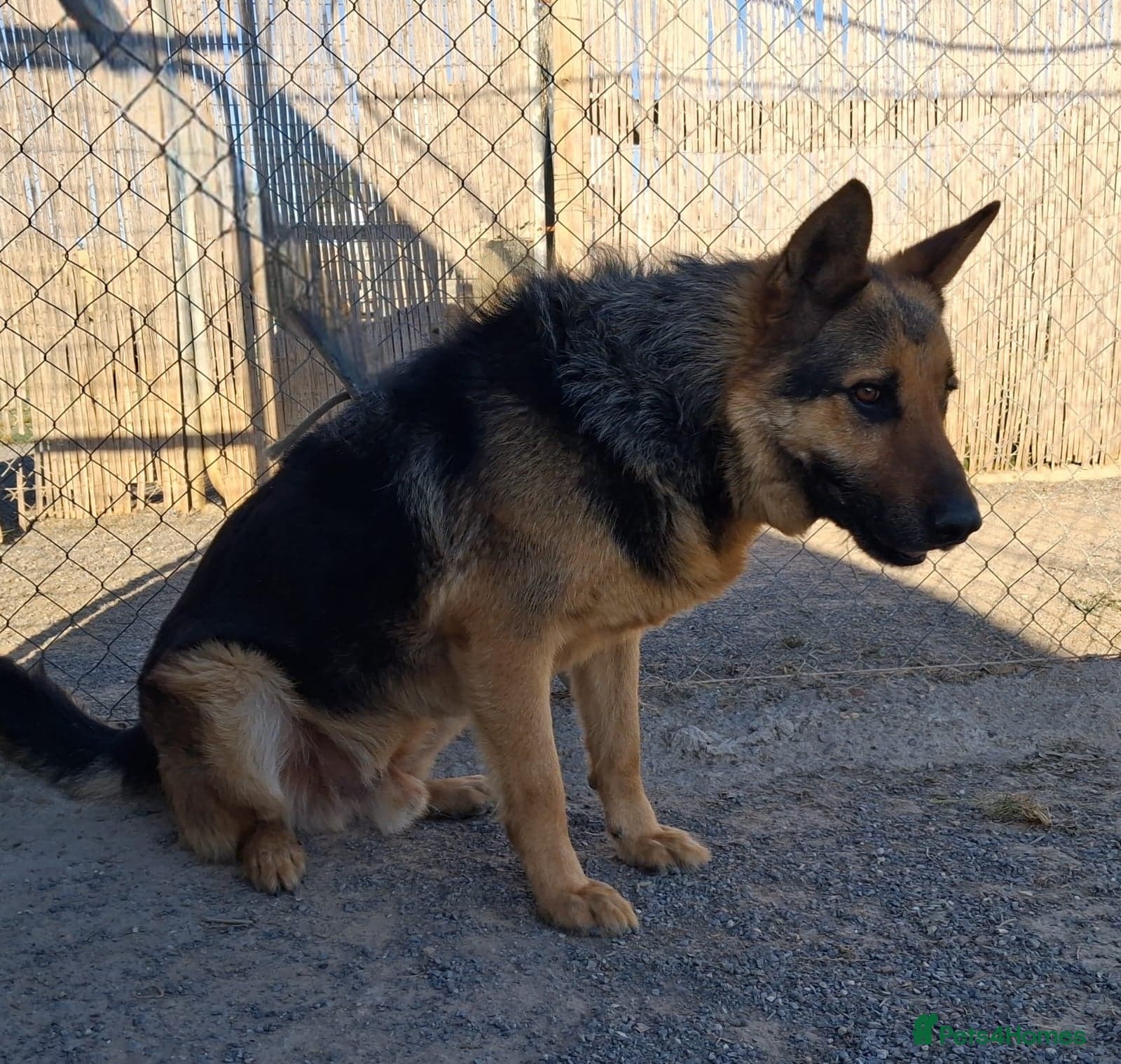 ️URGENT‼️🚨 Bandit 💙🐾 photo 17