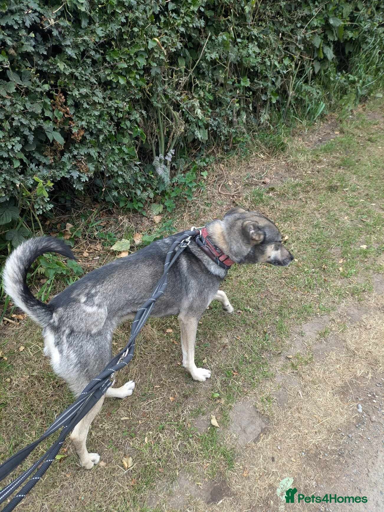 Meet Joy, currently residing in Cheshire photo 13