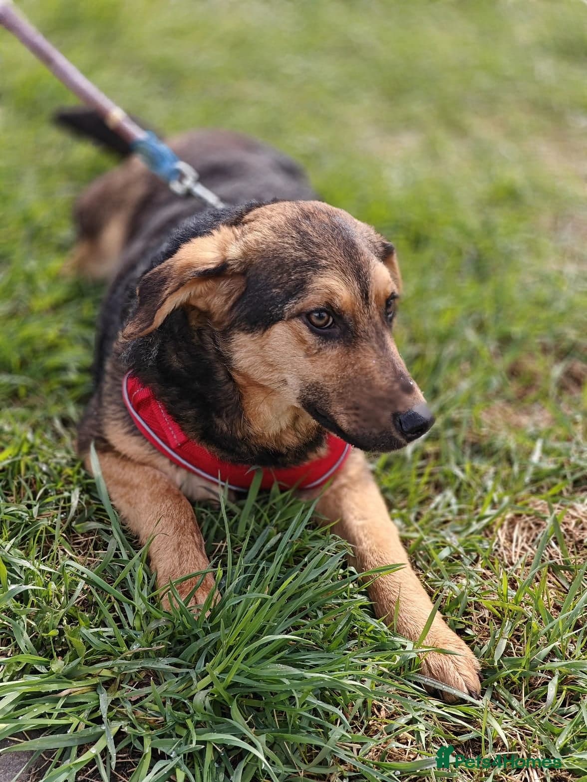 οΈπΆ yasia photo 4