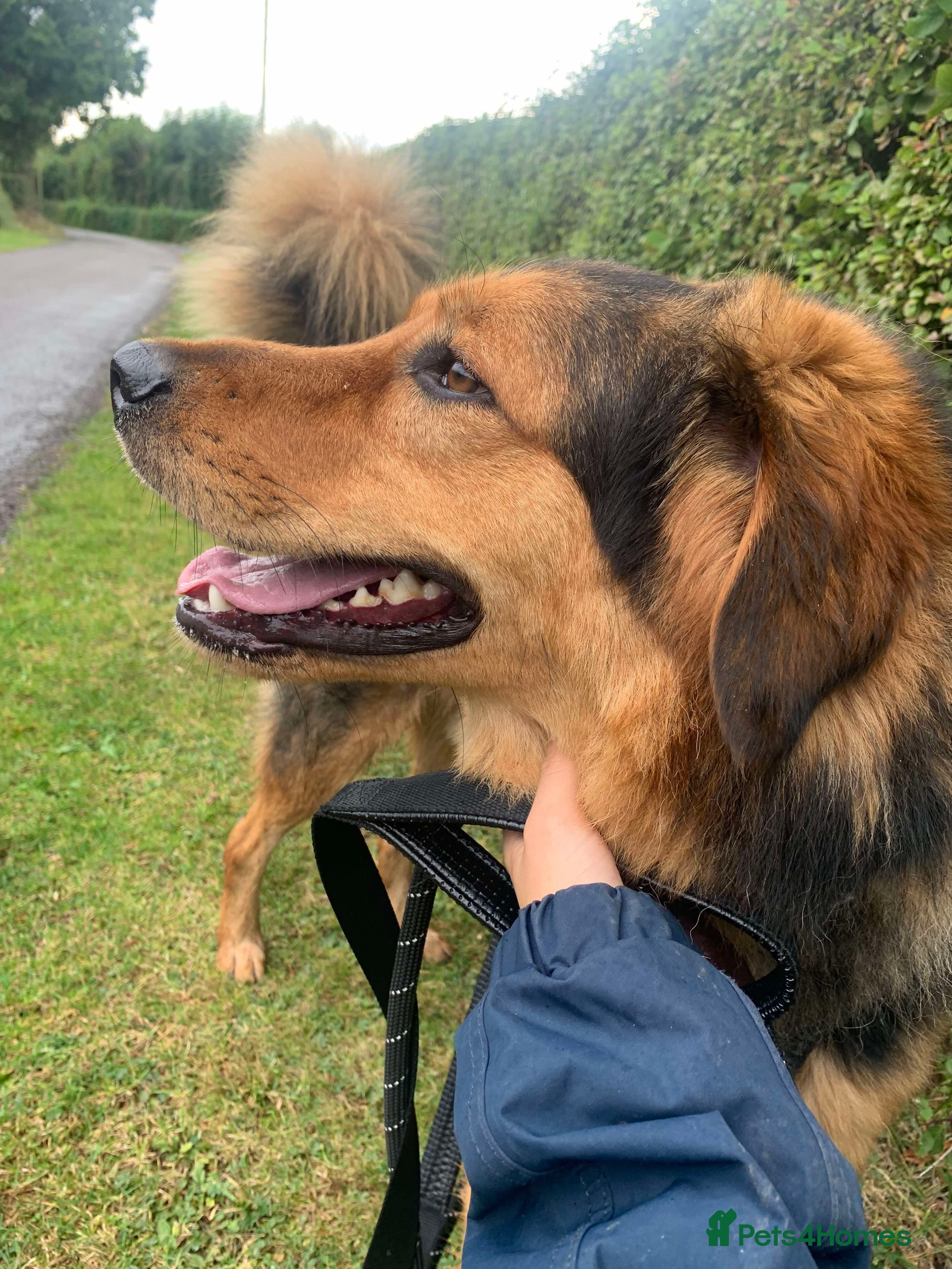 Meet Derry, currently residing in Cheshire photo 14