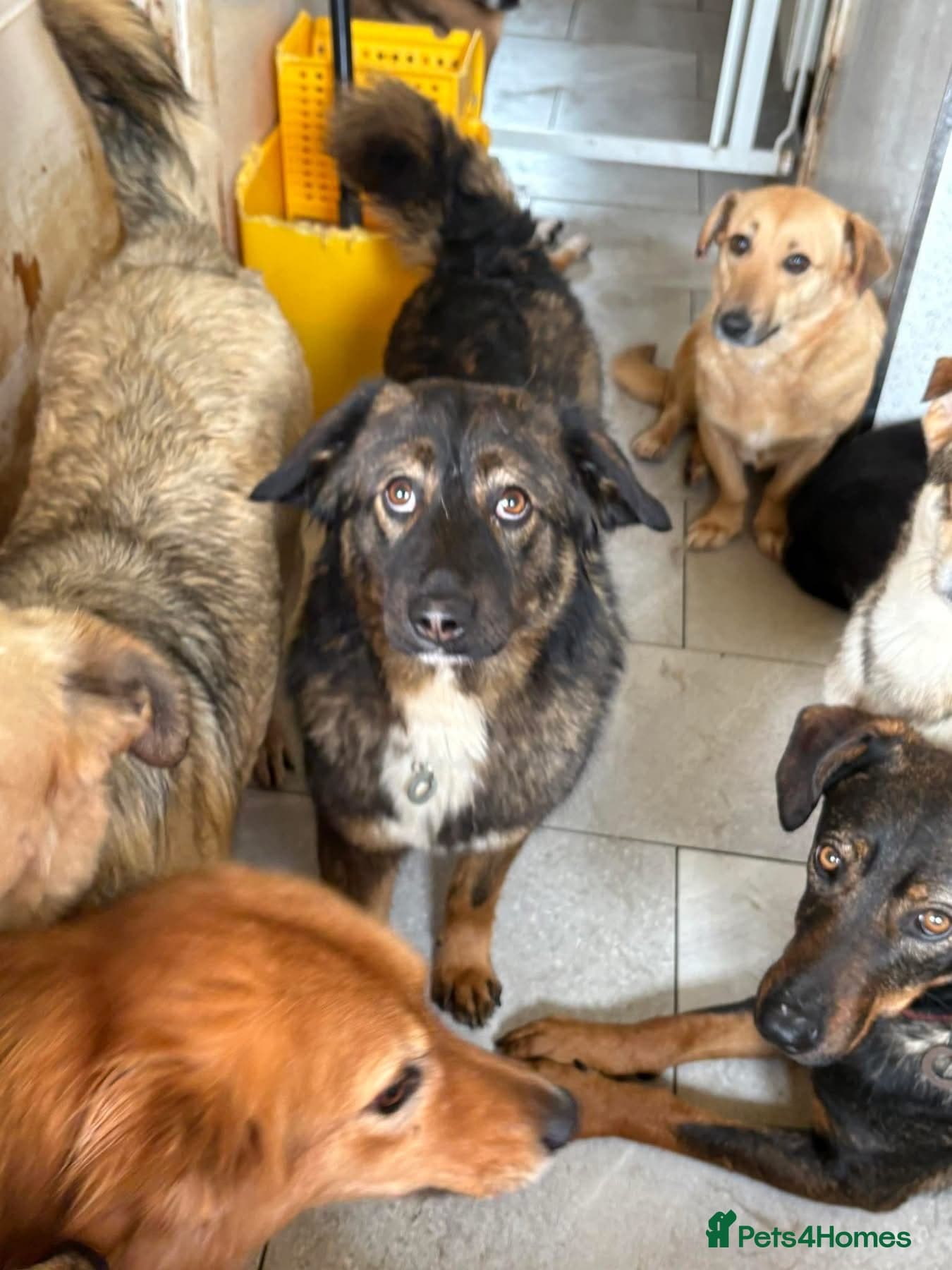 Belle - Norwich Norfolk β Mixed Breed