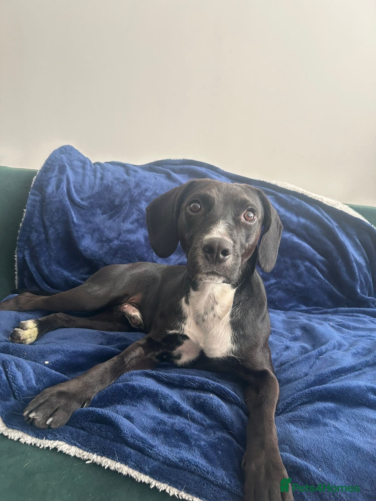 ๏ธ๐ถ walter photo 9