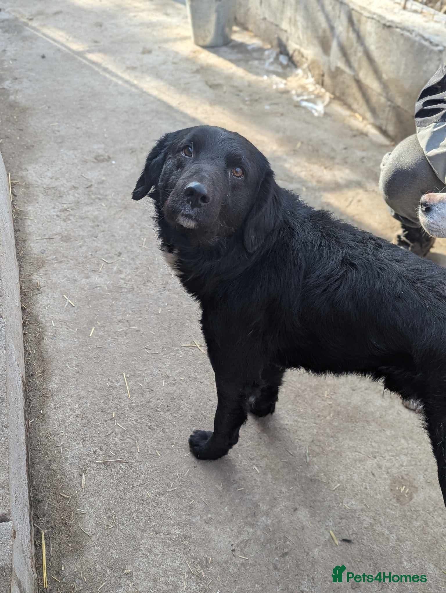 Negrut π β Mixed Breed