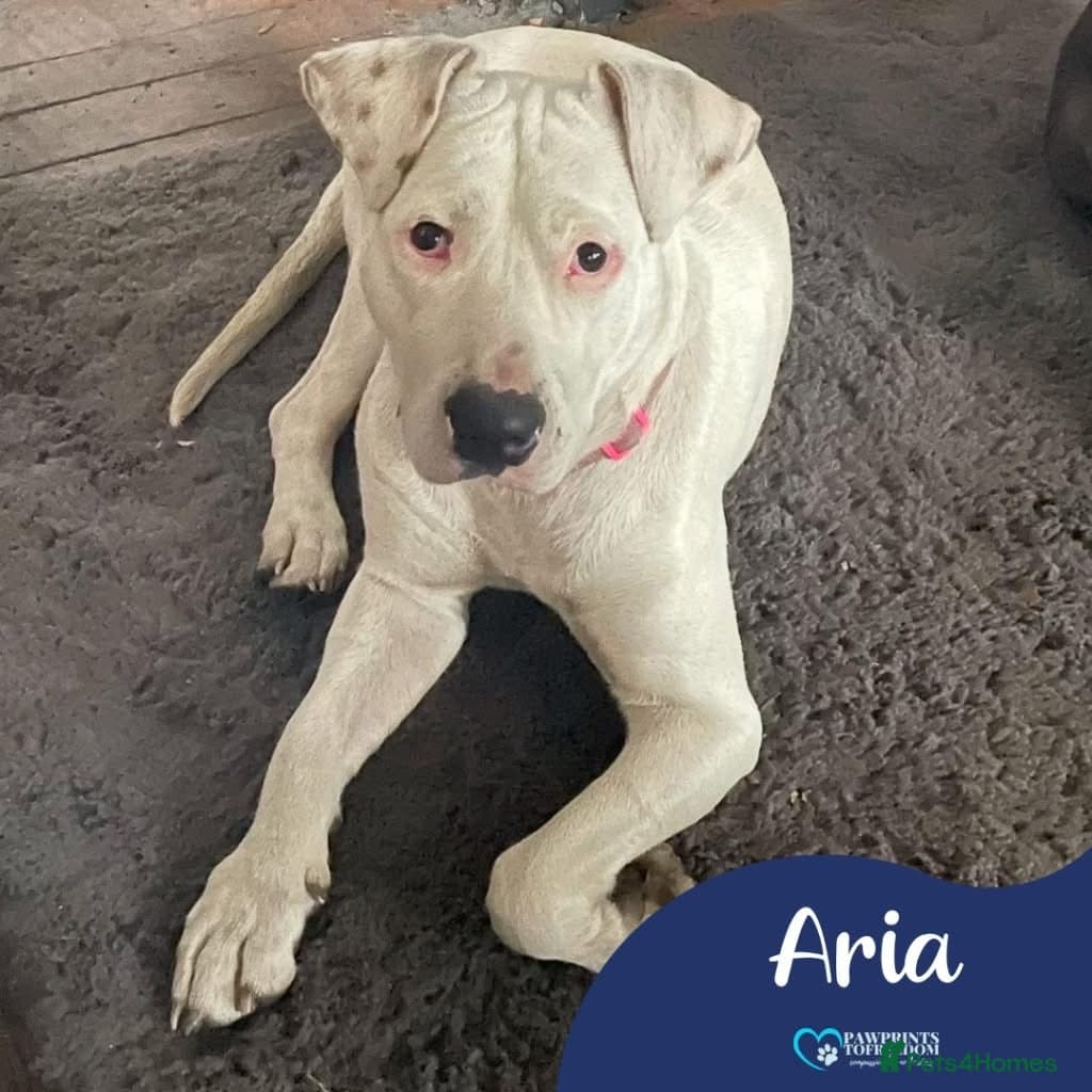 Meet Aria, currently residing in Ormskirk photo 2